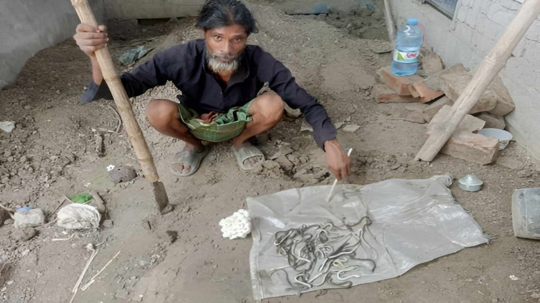 সদর উপজেলার বসত ঘরে দুইশত বাচ্চাসহ বিষধর সাপের ডিম...