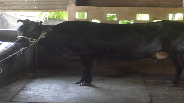 মুক্তাগাছায় মধ্যরাতে গরু লুট, চোখের জলে ভেসে গেল এ...