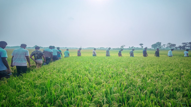 জৈব বায়োলিডে বাড়ছে ধানের ফলন...