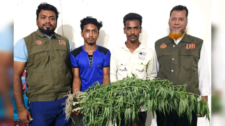 ঝালকাঠিতে ১৪ টি গাঁজা গাছসহ, আটক ২ যুবক...