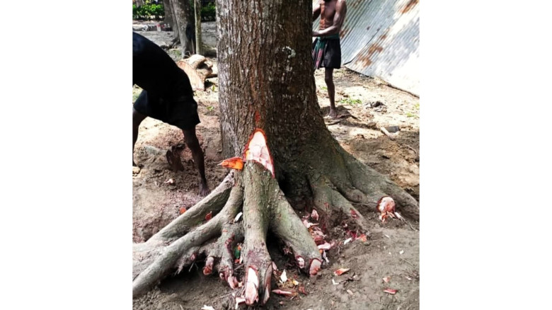 ঝালকাঠিতে গোপনে মাদ্রাসার গাছ বিক্রি করে দিলেন মাদ...