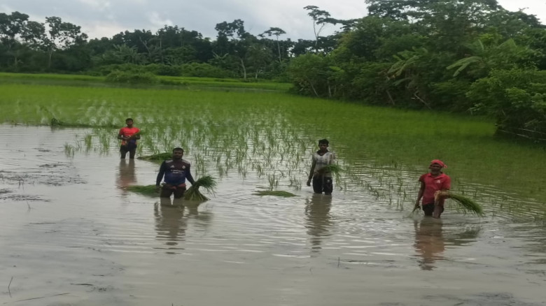 ঝালকাঠিতে আমন আবাদে ব্যস্ত কৃষক, বিলম্বের শঙ্কা...