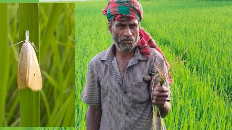 কোটচাঁদপুরে আমন ধানে মাজরার আক্রমণ...