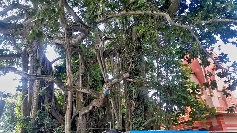 শতাব্দীর প্রাচীন বট গাছ: ঐতিহ্যের প্রতীক, সুরক্ষার...