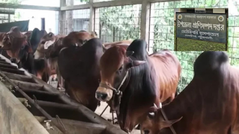 গলাচিপায় স্বাস্থ্য সনদ ছাড়াই পশু জবাই, অ্যানথ্রাক্...