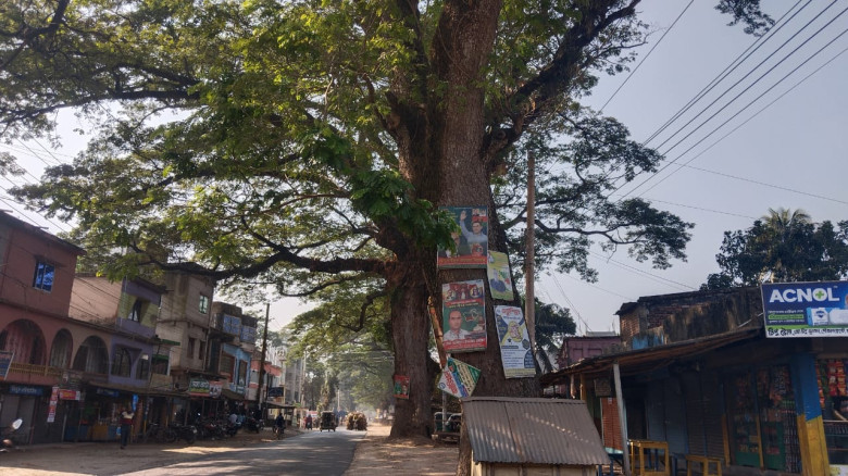 শতবর্ষী গাছের ওপর পেরেক ও পোস্টারের বর্বরতা: কালীগঞ্জের হারানো ঐতিহ্যের চিৎকার